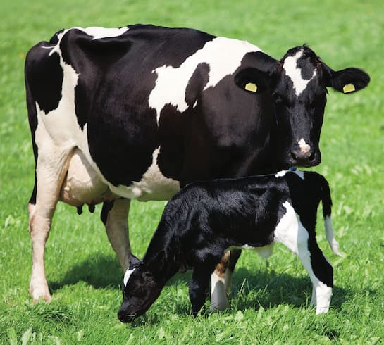 black and white mother cow and calf
